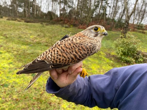 Deze gezenderde Torenvalk uit de Achterhoek werd in Zuid-Engeland per toeval gevangen in een mistnet. 