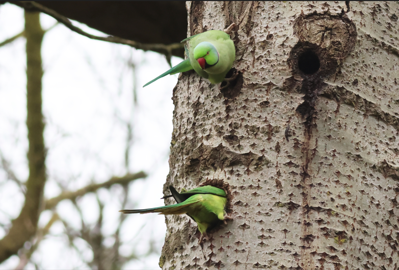 Halsbandparkiet_5apr2024_Castricum_Hugo Wieleman