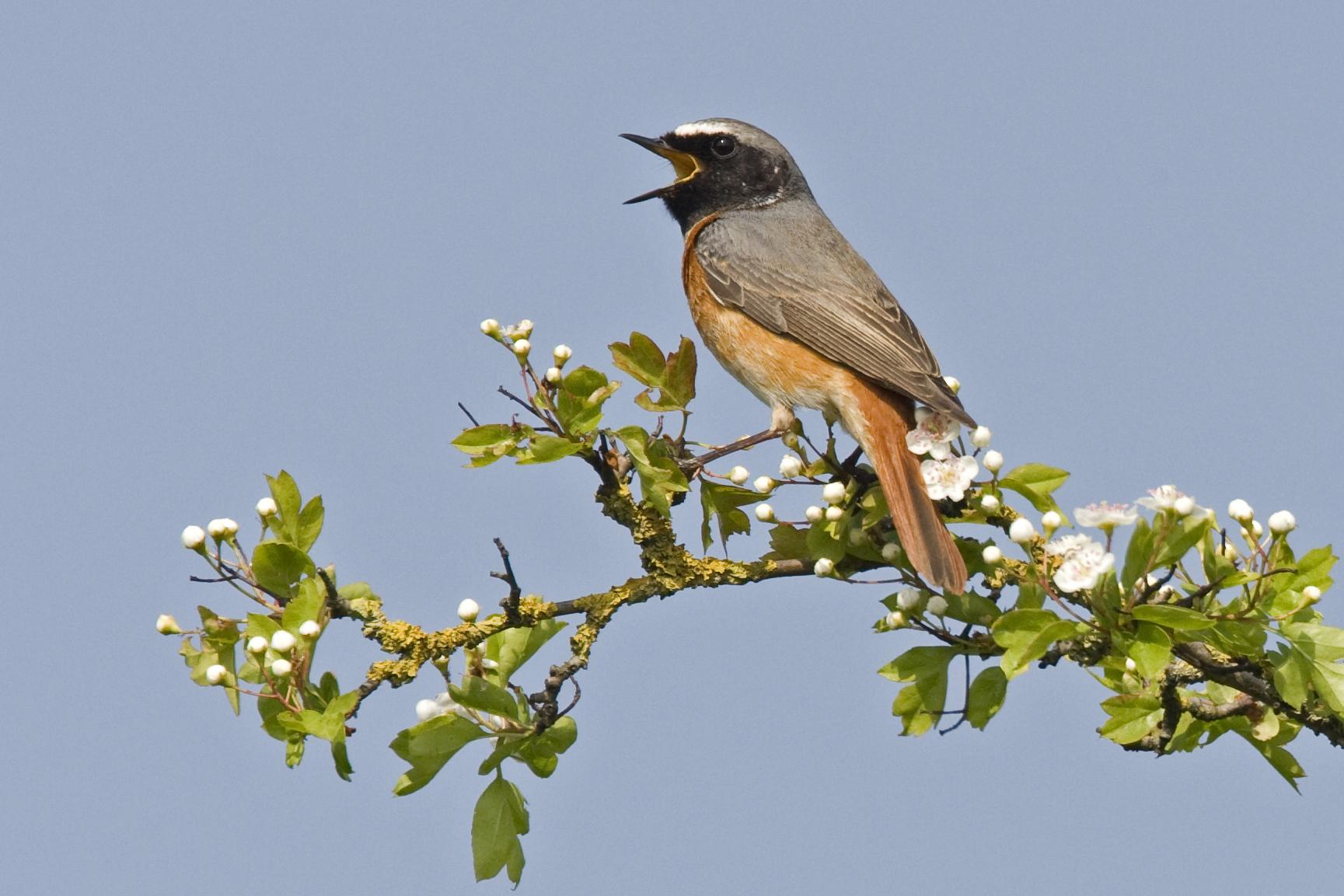 Gekraagde roodstaart