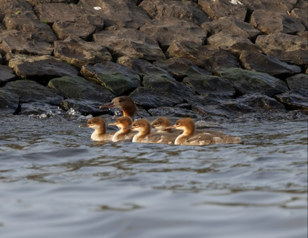 Jonge(n) Grote Zaagbekken op het Ketermeer in 2025. Foto: Cor Fikkert