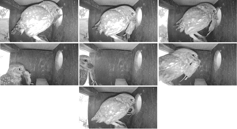 Figuur 2: binnengebrachte prooien door een steenuil in de nestkast in Meddo op 11 juni 2026 tussen 7:00 uur ’s ochtends en 12:00 uur ’s middags, met een muis om 7:05, 7:18, 8:26, 10:41, 10:49, 11:25 en 11:38 uur (Bron: STONE Steenuilenoverleg Nederland)