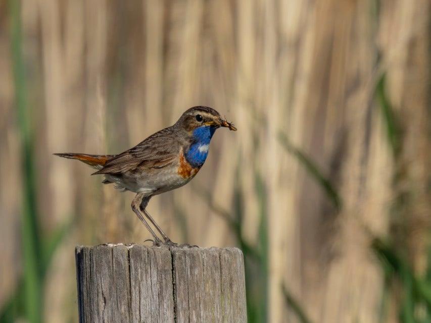 Blauwborst