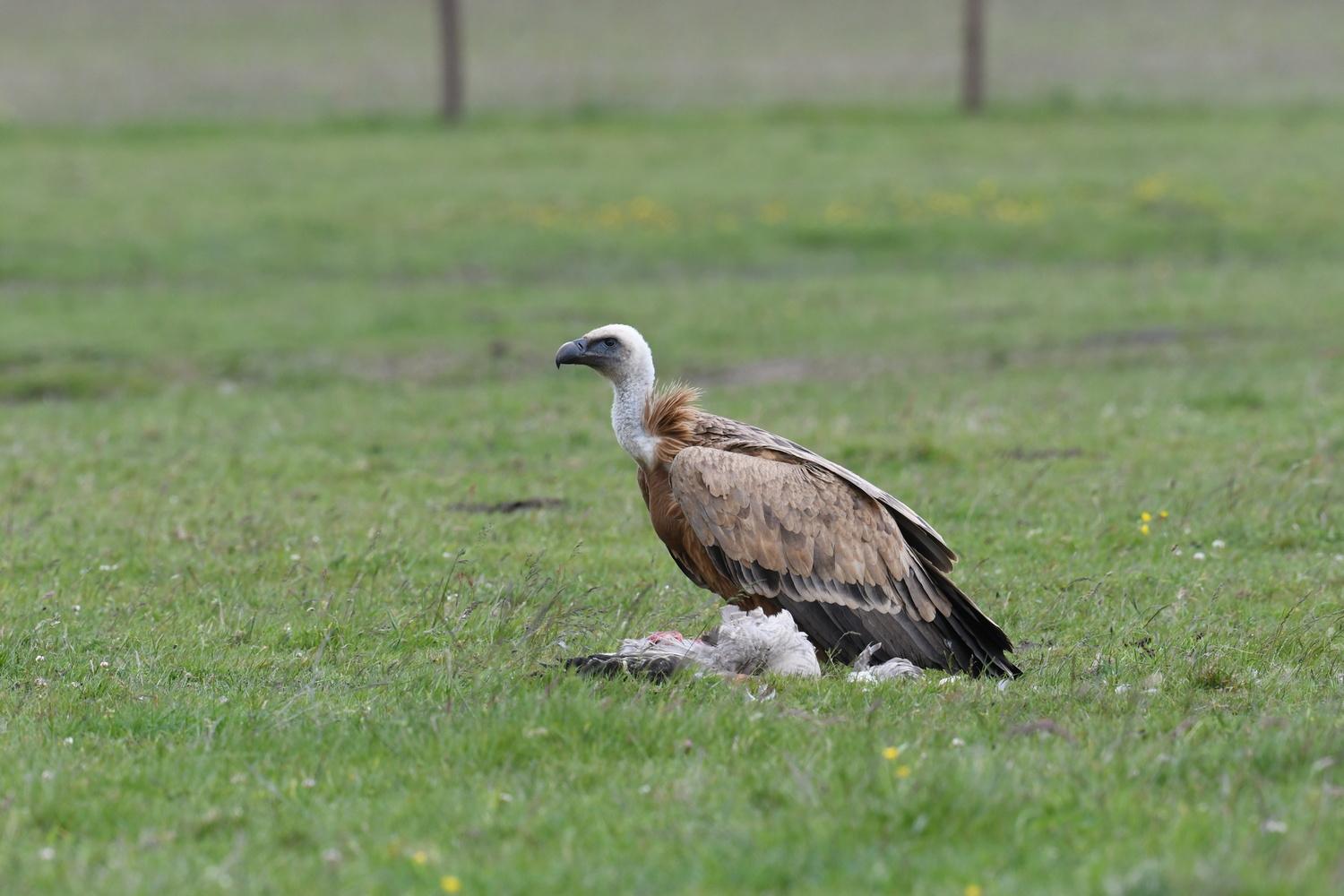 Vale Gier op Texel