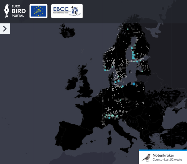 https://www.eurobirdportal.org/ebp/nl/#home/103727252/q52weeks/22683873/q52weeks/ In de EuroBirdPortal is ook de verspreiding van de Notenkraker te volgen. We zijn momenteel getuige van een invasie, hetgeen heel goed te volgen is op de website.