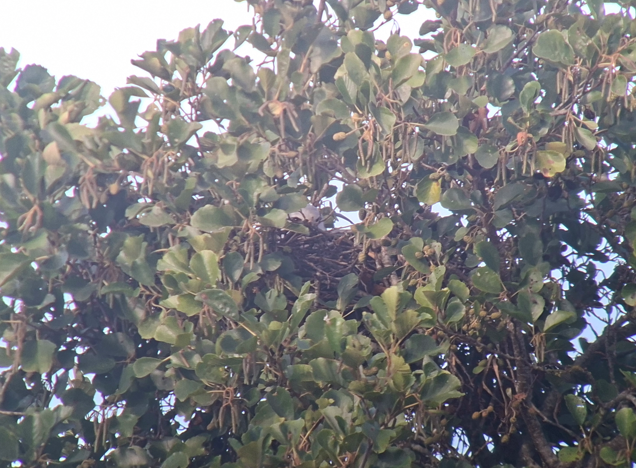 Grijze Wouw op nest