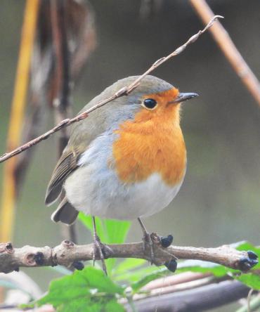 Roodborst