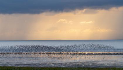 Vogels op de Waddenzee