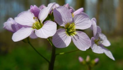 Pinksterbloem