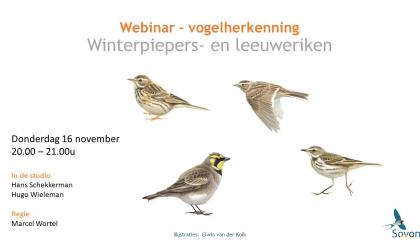 Webinar piepers en leeuweriken