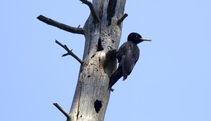 Zwarte Specht