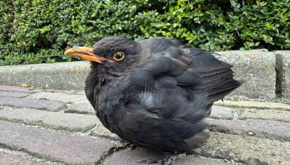 Zieke merel besmet met usutu