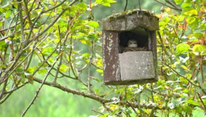 Grauwe Vliegenvanger in nest