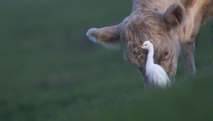 Koereiger met rund