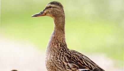 Broedvogels Wageningen