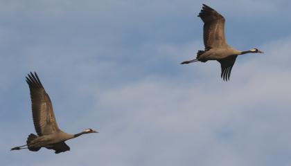 Vliegend paar Kraanvogels