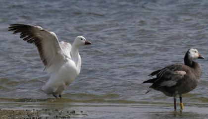 Witte en blauwe fase sneeuwgans met kleurringen, Kraaijenbergse Plassen, Cuijk (NB)