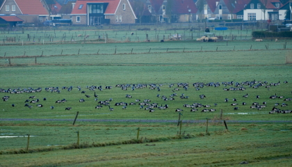 Brandganzen en Rotganzen