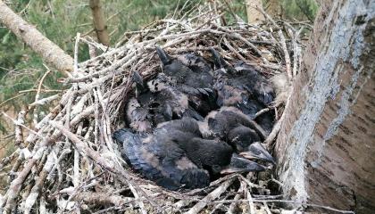 Jonge Raven op nest