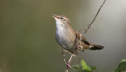 Cetti's Zanger