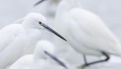 Kleine Zilverreiger