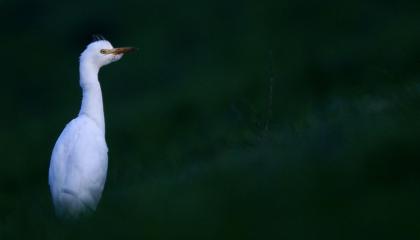 Koereiger