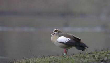 Nijlgans_gekleurringd met kleurringjong_Sonsbeek_Arnhem