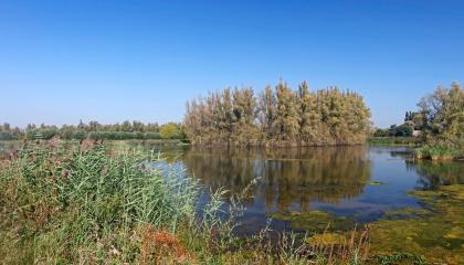 Brabantse Biesbosch