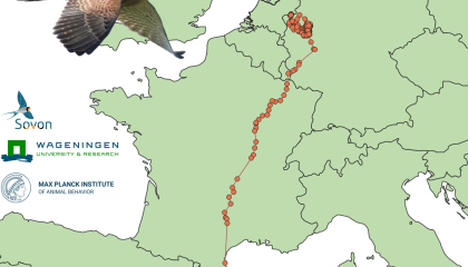 De vliegroute van de jonge Torenvalk