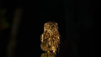 steenuil in avondzon