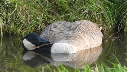 Grote Canadese Gans met symptomen van vogelgriep