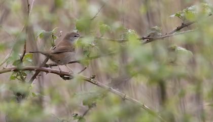 Cetti's Zanger neemt toe in Nederland
