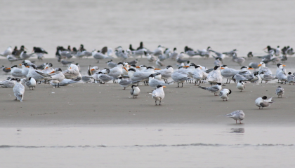 Sterns (o.a. Bengaalse Sterns en Reuzensterns) in Guinea-Bissau