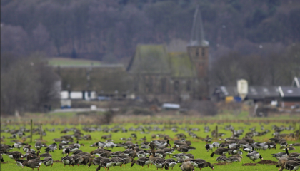 Kolganzen en Brandganzen