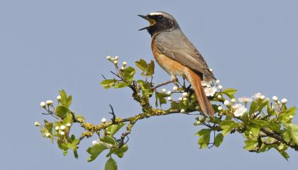 Gekraagde roodstaart