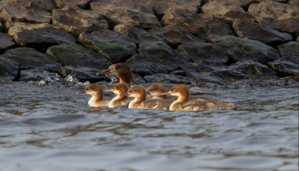 Jonge(n) Grote Zaagbekken op het Ketermeer in 2025. Foto: Cor Fikkert