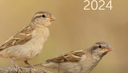 Jaarverslag 2024 voorkant