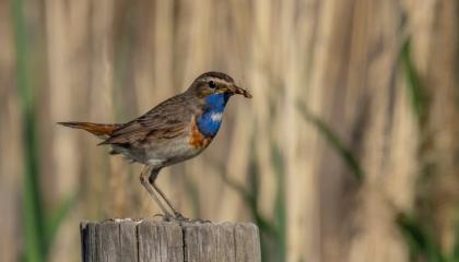 Blauwborst
