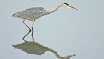 Blauwe Reiger
